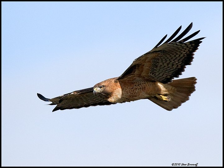_0SB0703 red-tailed hawk.jpg